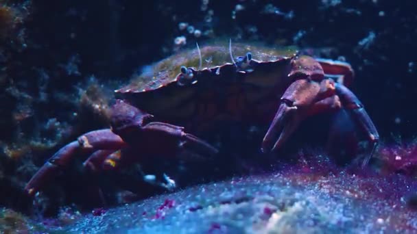 Gros Plan Crabe Sous Eau — Video