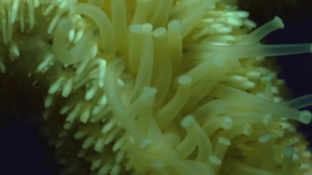 Close Sea Star Starfish Time Lapse Movment Tubes — Stock Video