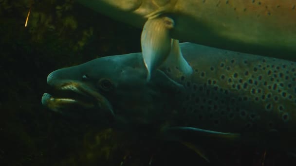 Gros Plan Sur Les Poissons Nageant Sous Eau — Video