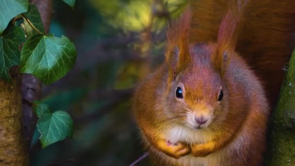 Nahaufnahme Von Eichhörnchen Das Sich Umschaut — Stockvideo