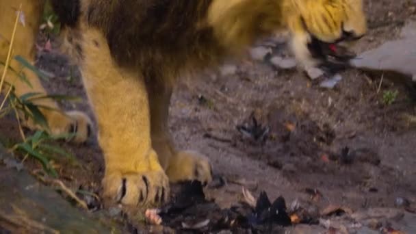 Gros Plan Lion Mâle — Video