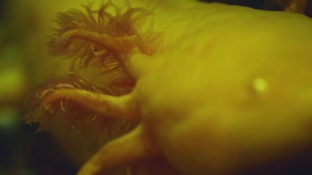 Gros Plan Sur Les Reptiles Qui Déplacent — Video