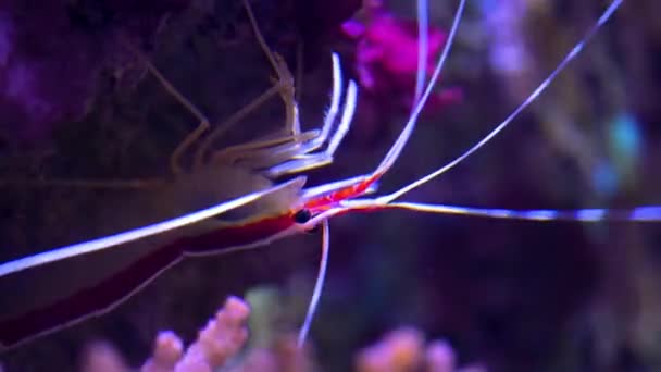 Close Crab Underwater — Vídeo de Stock