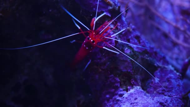 Close Crab Underwater — Vídeo de Stock