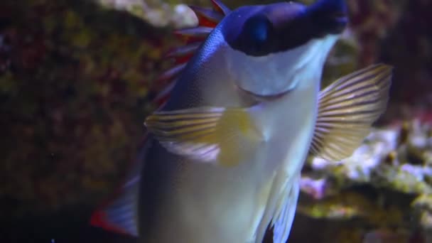 Κλείσιμο Των Ψαριών Κάτω Από Νερό — Αρχείο Βίντεο