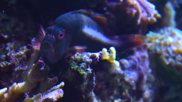 Κλείσιμο Των Ψαριών Κάτω Από Νερό — Αρχείο Βίντεο