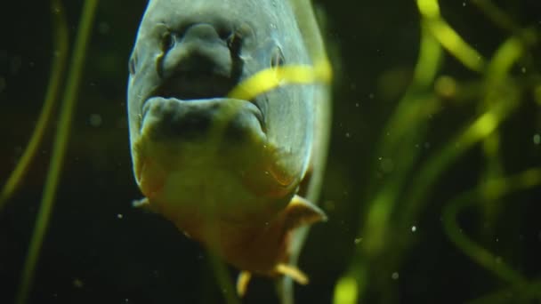 Primer Plano Los Peces Bajo Agua — Vídeo de stock