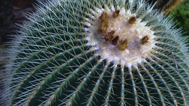 Close Cactus Пустыня — стоковое видео