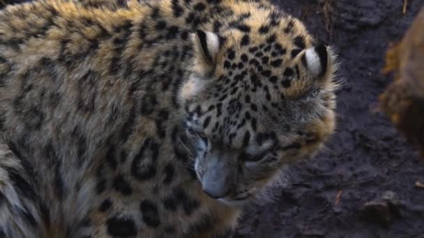 Close Snow Leopard — Stock Video