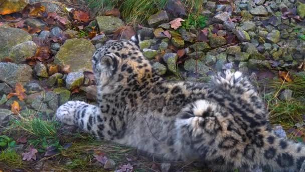 Zblízka Sněžný Leopard — Stock video