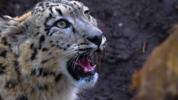 Primer Plano Snow Leopard — Vídeos de Stock