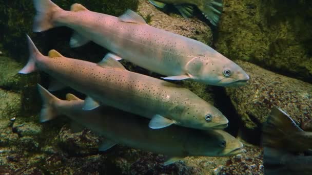 Suyun Altındaki Balıklara Yaklaş — Stok video