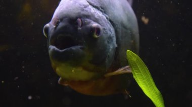 Suyun altındaki balıklara yaklaş