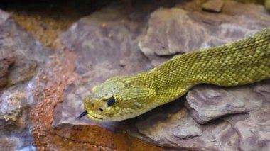  Sürüngene yaklaşın.