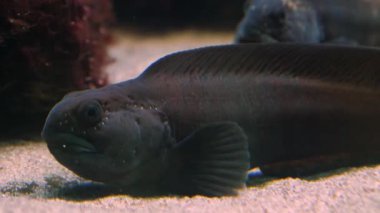 Suyun altında yüzen balıklara yakın.