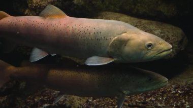 Suyun altında yüzen balıklara yakın.