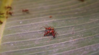 Yaprak kesen karıncalara yakın bir grup bir arada duruyor..