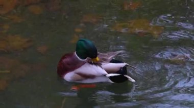 Hareket eden kuşların etrafını kapatın.