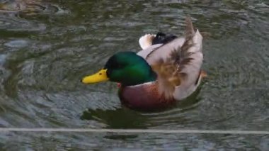 Hareket eden kuşların etrafını kapatın.