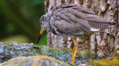 Hareket eden kuşların etrafını kapatın.