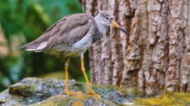 Hareket eden kuşların etrafını kapatın.