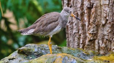 Hareket eden kuşların etrafını kapatın.