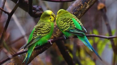 Hareket eden kuşların etrafını kapatın.