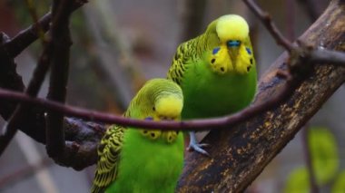 Hareket eden kuşların etrafını kapatın.