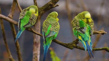 Hareket eden kuşların etrafını kapatın.