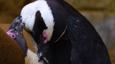 Eşek penguenlerine yakın durun.