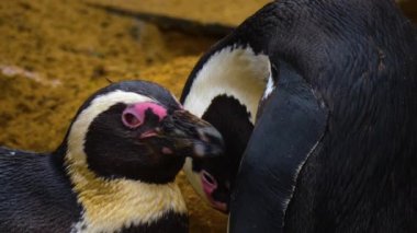 Eşek penguenlerine yakın durun.