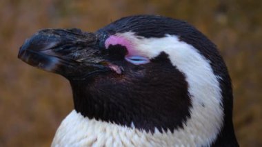 Eşek penguenlerine yakın durun.