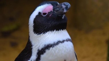 Eşek penguenlerine yakın durun.