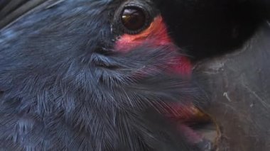 Hareket eden kuşların etrafını kapatın.