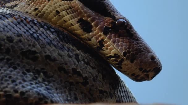 Nahaufnahme Von Sich Bewegenden Reptilien — Stockvideo