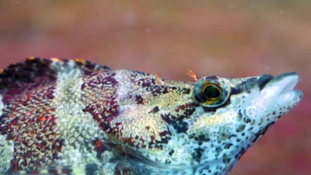 Close Fish Underwater Swimming — Stockvideo