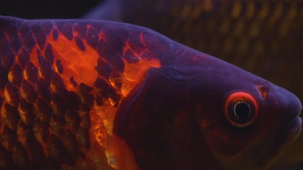 Close Fish Underwater Swimming — стоковое видео