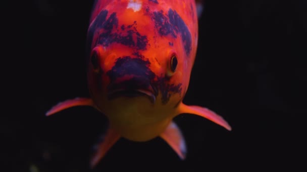 Close Fish Underwater Swimming — Vídeo de Stock