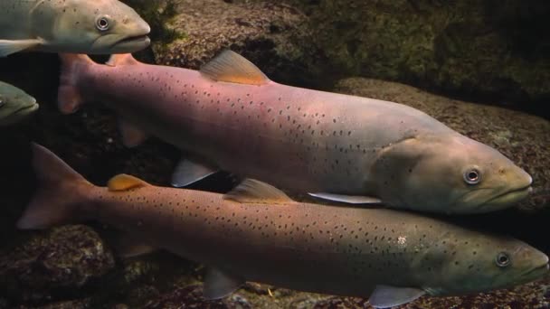 Primer Plano Los Peces Bajo Agua Nadando Alrededor — Vídeo de stock