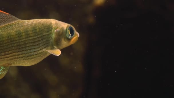 Primer Plano Los Peces Bajo Agua Nadando Alrededor — Vídeos de Stock