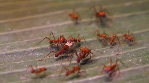Close Leaf Cutter Ants Group Standing Together — 图库视频影像