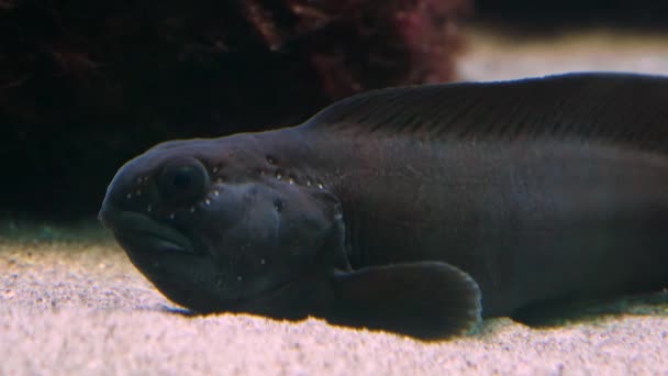 Primer Plano Los Peces Bajo Agua Nadando Alrededor — Vídeos de Stock