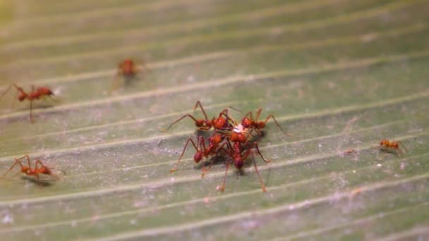 Närbild Blad Cutter Myror Grupp Som Står Tillsammans — Stockvideo