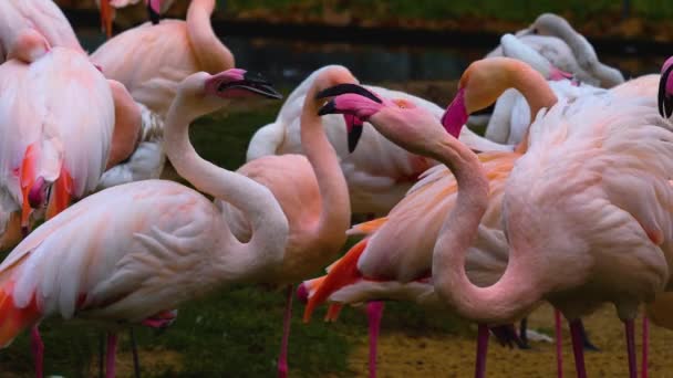 Gros Plan Oiseau Déplaçant — Video