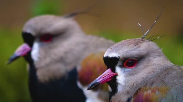 Nahaufnahme Eines Sich Bewegenden Vogels — Stockvideo