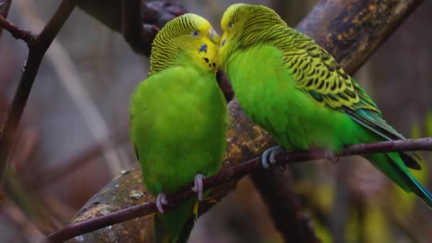 鳥が動き回るのを閉じて — ストック動画