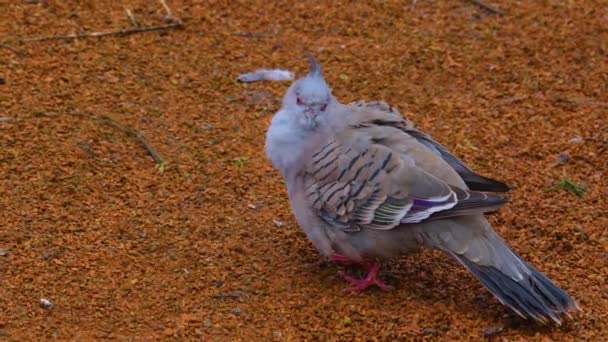 Tutup Dari Burung Bergerak Sekitar — Stok Video