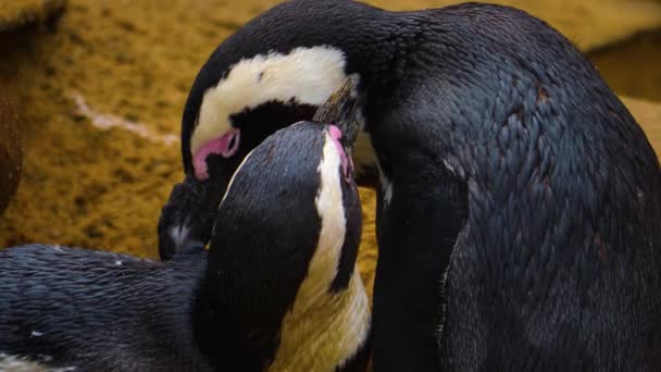 Primer Plano Pingüinos Gilipollas — Vídeos de Stock
