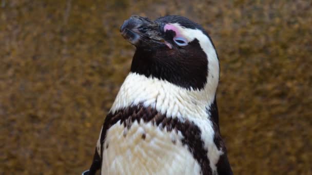 Close Jackass Penguins — стоковое видео