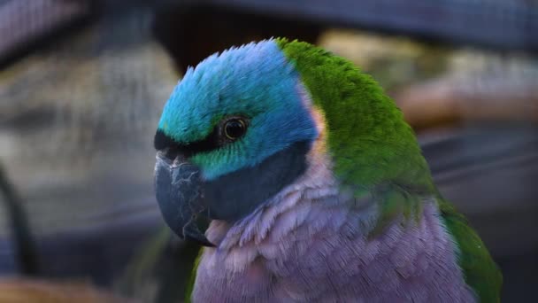 Hareket Eden Kuşların Etrafını Kapatın — Stok video
